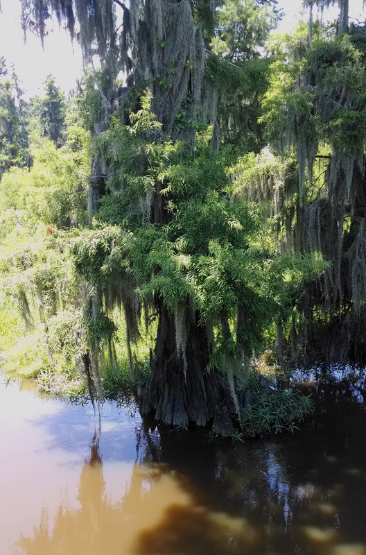 Wetland Plant Series: Spanish Moss - Phinizy Center for Water Sciences