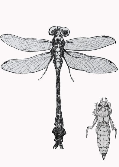 dragonfly larvae drawing